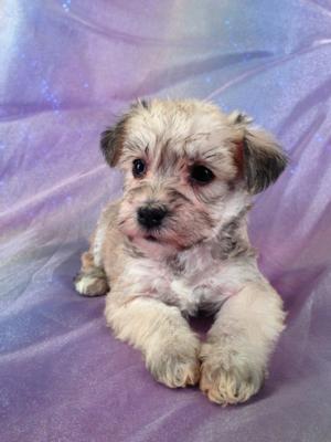 Female Schnoodle Puppy for sale #13 Born September 1st 2013|Most Flights into Pennsylvania, Maryland, and Massachusetts are direct!